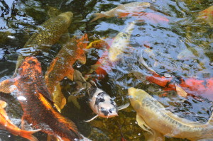Koi are shown during last year's Koi for a Cause in Cedar Rapids, Iowa. This year's event is set for June 29, 2014. (photo/Cindy Hadish)