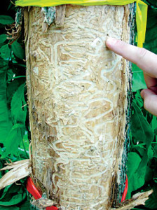 Muscatine is site of latest Emerald Ash Borer infestation in Iowa