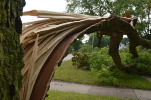 Recent storms damaged numerous trees in the Midwest, including this one in Cedar Rapids, Iowa. (photo/Cindy Hadish)