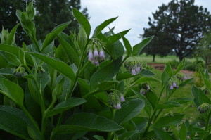 Comfrey is among the plants growing at the Wetherby Park Edible Forest in Iowa City. (photo/Cindy Hadish)