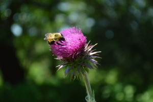 Backyard Abundance is hosting a presentation Sept. 9, 2014, at the Coralville Library about strategies flowers use to get pollinated and  Colony Collapse Disorder among our bee population. (photo/Cindy Hadish)