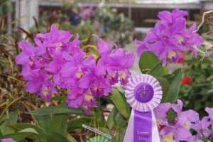Grand champion orchid (photo/Eastern Iowa Orchid Society)