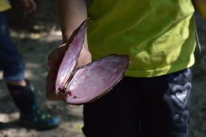 Mussel shells were among the finds at the Terry Trueblood Recreation Area in Iowa City. (photo/Cindy Hadish)