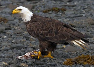 Bald eagle photo/Wikipedia