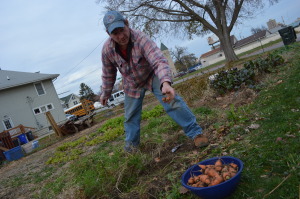 Ed Thornton harvests carrots growing in southwest Cedar Rapids in November 2014. The city ordered him to remove the garden. (photo/Cindy Hadish)
