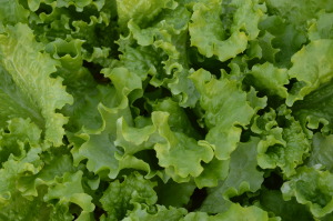 Even after a hard freeze, lettuce was thriving in the garden tended by Ed Thornton in Cedar Rapids, Iowa. (photo/Cindy Hadish)