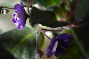 This African violet was taken from cuttings from a family heirloom plant. (photo/Cindy Hadish)