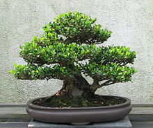 Bonsai photo/Wikipedia