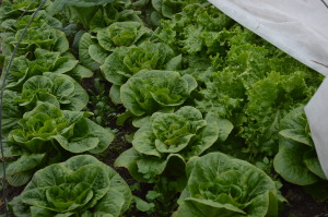 Lettuce is shown growing in the Abbe Hills Farm hoophouse in December 2014. (photo/Cindy Hadish)