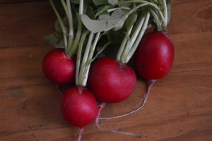 Radishes from Abbe Hills Farm are sold at farmers markets, in a CSA and through the Iowa Valley Food Co-op. (photo/Cindy Hadish)