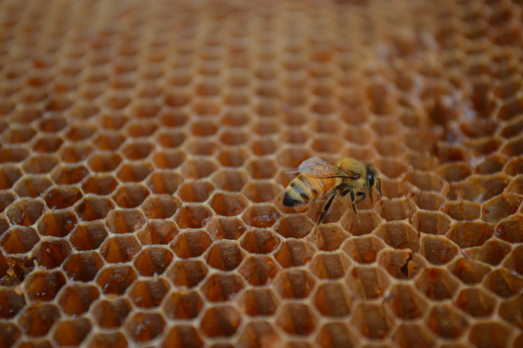 Beekeeping is being considered under an ordinance update in Cedar Rapids. (photo/Cindy Hadish)