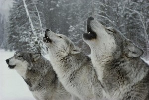 Wolves photo/Wikimedia