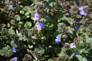 Creeping Charlie is a fast-growing groundcover that many people consider a weed. (photo/Cindy Hadish)