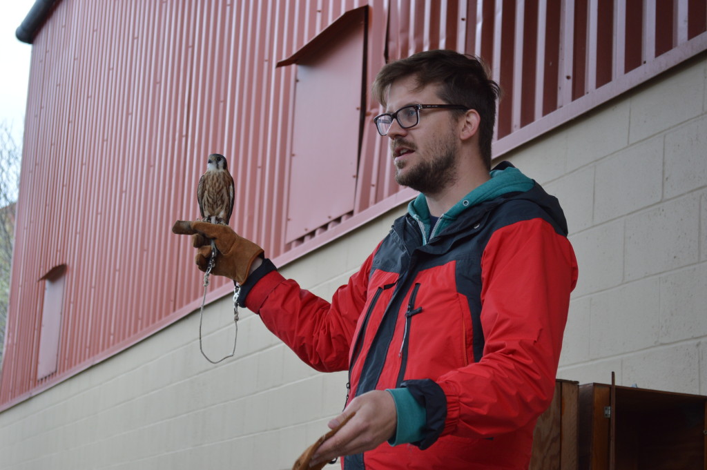 Luke Hart of the Macbride Raptor Center Project holds an American kestrel during a presentation at EcoFest 2015 outside the NewBo City Market in Cedar Rapids. (photo/Cindy Hadish)