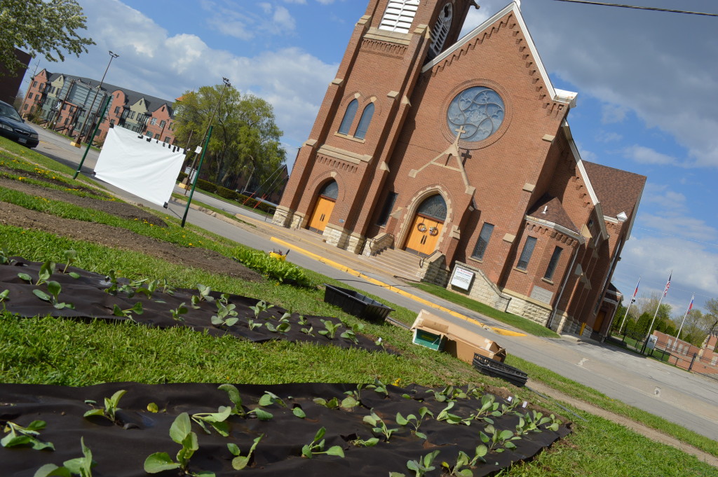 Cabbage is planted in rows across from St. Wenceslaus Church in Cedar Rapids, Iowa. (photo/Cindy Hadish)