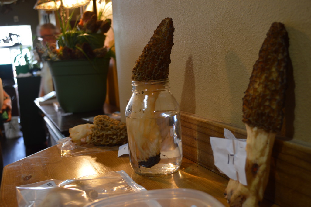 The Houby Days 2015 morel mushroom contest in Cedar Rapids brought out several contenders for largest morel, as well as other categories. The winner, shown in the glass jar, was entered by Francis King and measured 10 inches. (photo/Cindy Hadish)