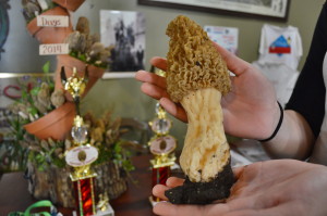 Tom Brislawn found this morel, which won the "largest" category at Houby Days 2014. (photo/Cindy Hadish)