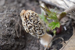 Morel Hunters of Iowa will host an outing at Ledges State Park on June 7, 2015. (photo/Cindy Hadish)