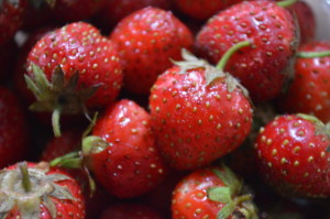 Sweet, fresh-picked strawberries have been among the produce provided in the weekly CSA share from Farmer Dave in rural Mount Vernon, Iowa. (photo/Cindy Hadish)