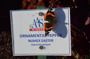 A Red Admiral butterfly rests on a sign at the Noelridge Park  gardens on July 29, 2015. (photo/Cindy Hadish)