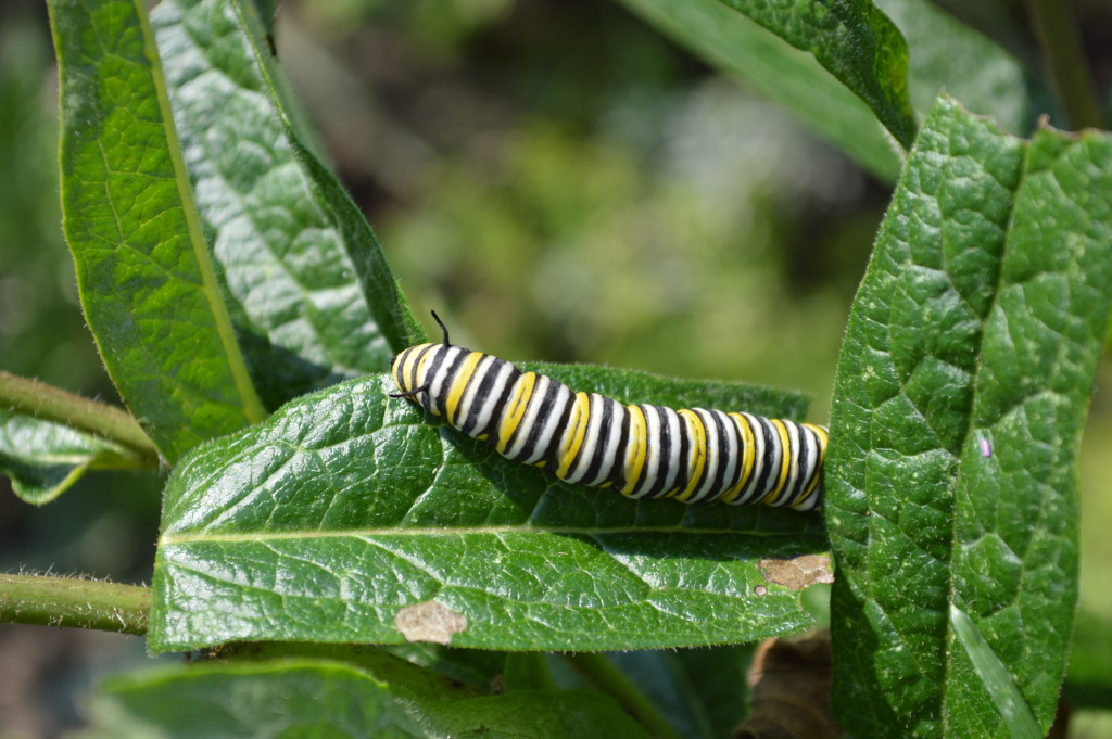 A monarch caterpillar feeds on the leaves of a butterfly weed - a relative of milkweed - in the Brucemore formal garden. (photo/Cindy Hadish)