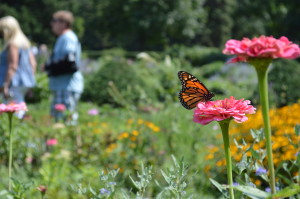 Monarchs could also be found in the formal gardens during the 2015 Brucemore Garden & Art Show. (photo/Cindy Hadish)