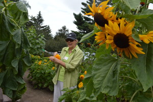 Linn County Master Gardener, Peggy Green, demonstrates seed-saving techniques in the new sunflower garden at the 2015 Brucemore Garden and Art Show. (photo/Cindy Hadish)