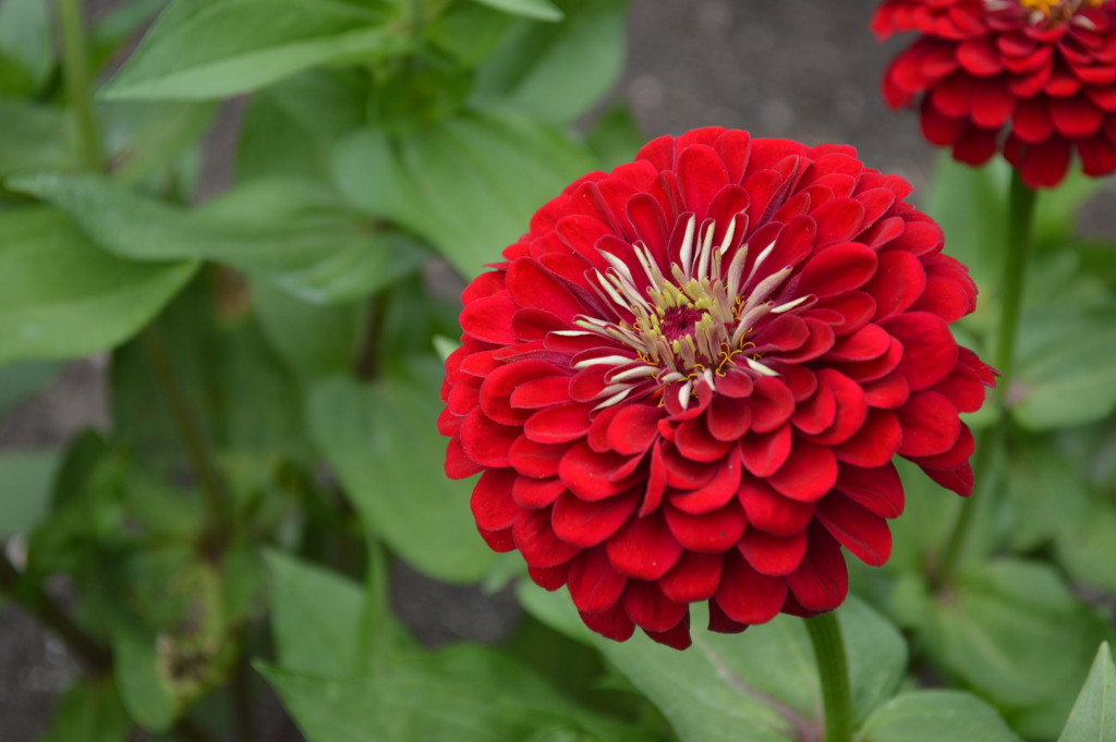 Zinnias were in full bloom on Saturday, Aug. 22, 2015, in the cutting gardens during the Brucemore Garden & Art Show. (photo/Cindy Hadish)