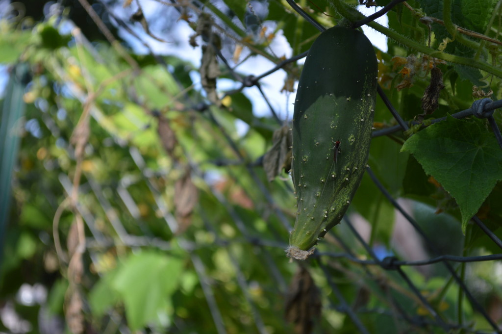 Cucumbers drop to grow through fencing in Ed Thornton's garden. (photo/Cindy Hadish)
