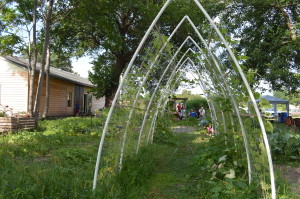 Squash and other vines climb one of the trellises at the new location of Ed Thornton's garden in Cedar Rapids. (photo/Cindy Hadish)