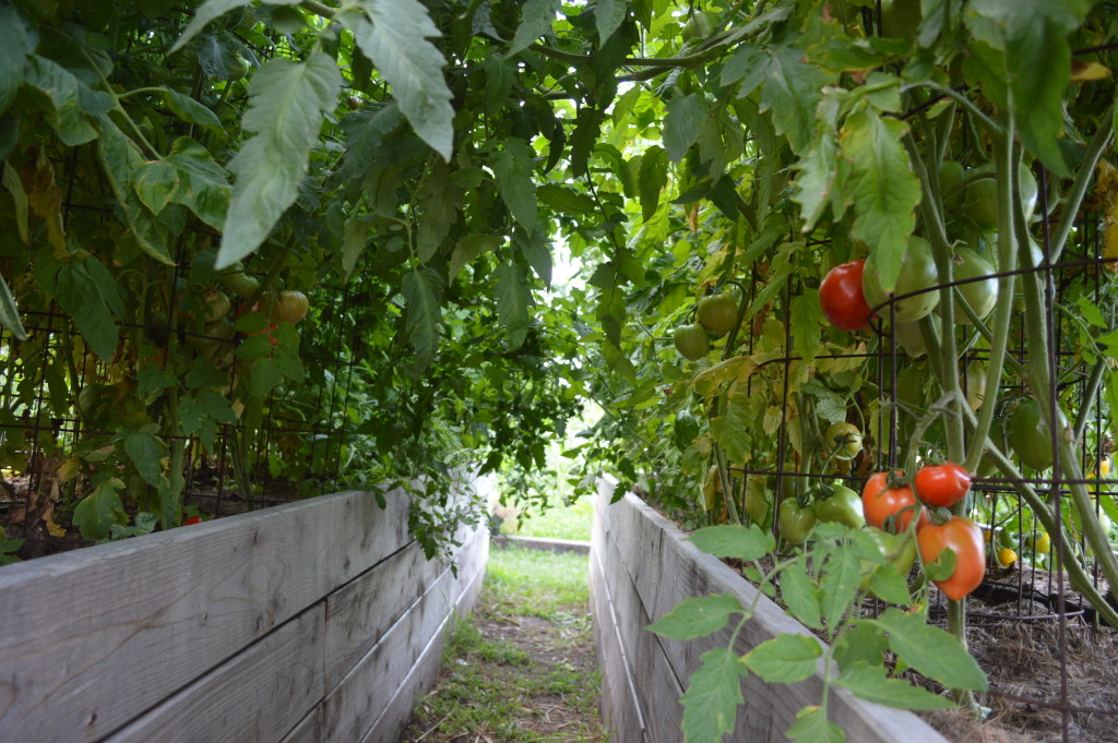Tomatoes grow lush in raised beds at the new location of Ed Thornton's garden in southeast Cedar Rapids. Thornton was forced to abandon his garden last year on vacant city-owned property. (photo/Cindy Hadish)
