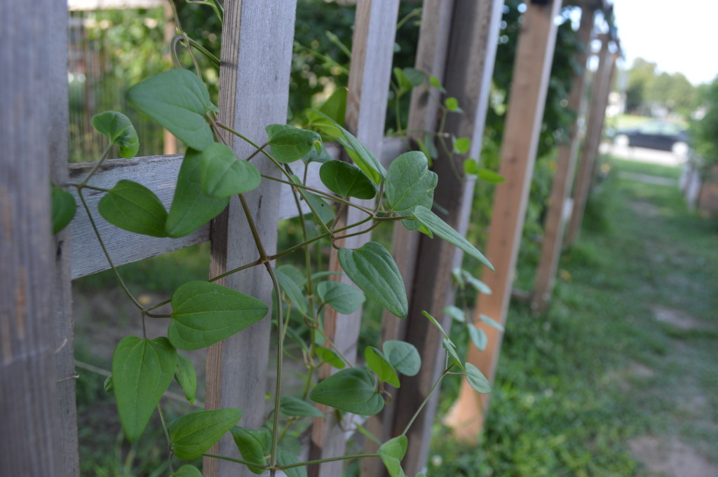 Vines climb one of the many trellises Ed Thornton has constructed at his new garden site in Cedar Rapids, Iowa. (photo/Cindy Hadish)