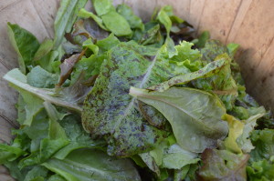 A wide variety of lettuce was among the weekly CSA shares. (photo/Cindy Hadish)