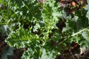 Kale is among the hardier plants that can survive a frost. (photo/Cindy Hadish)