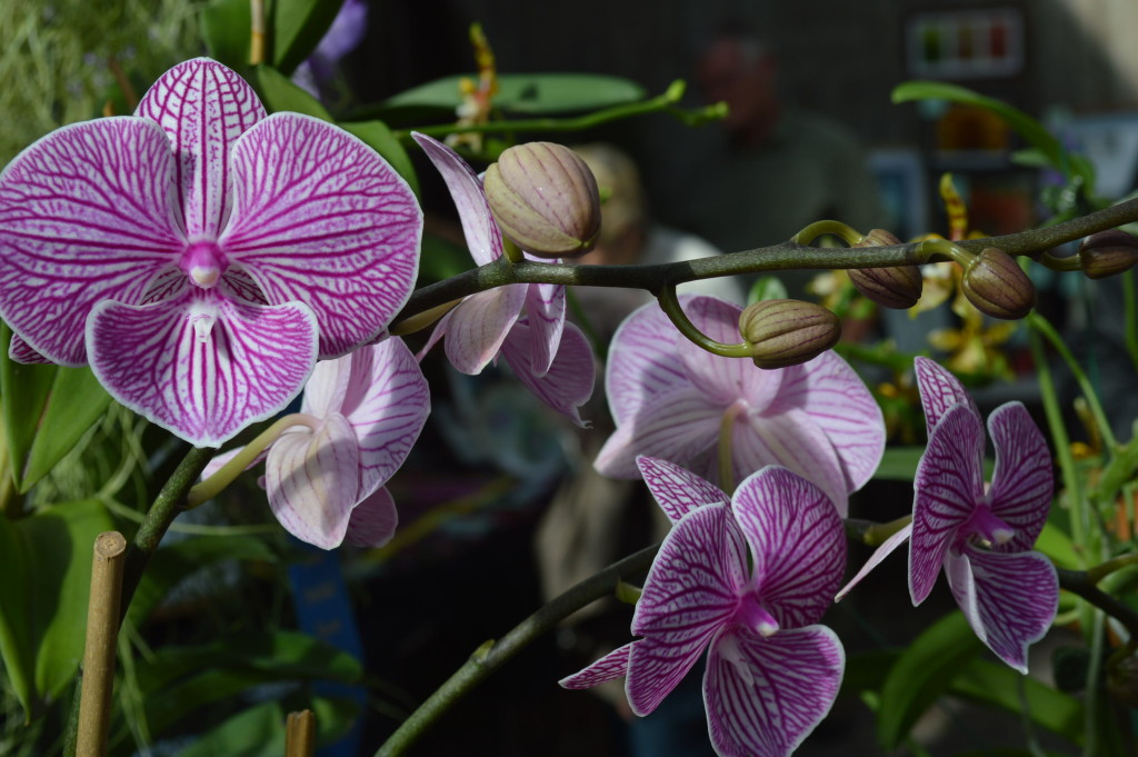 Photo gallery: Eastern Iowa Orchid Show & Sale
