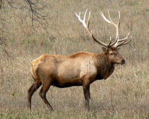 "Rocky Mountain Bull Elk" photo by MONGO 