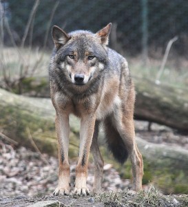 "European grey wolf in Prague zoo" by www.flickr.com/photos/kachnch