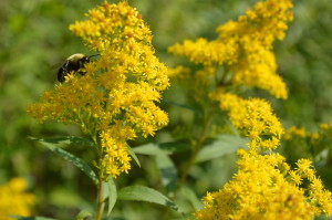 Iowa abuzz with beekeeping