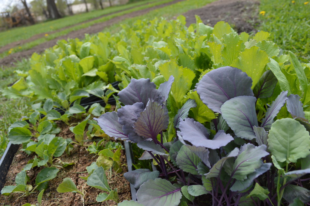 Sonia Kendrick works to Feed Iowa First Homegrown Iowan
