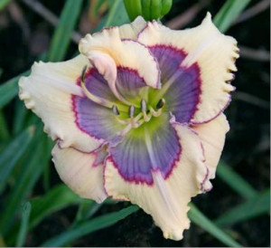 Daylily photo/Cedar Valley Iris and Daylily Society