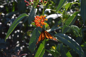 A monarch butterfly rests on a plant at Noelridge Park in Cedar Rapids, Iowa. (photo/Cindy Hadish)