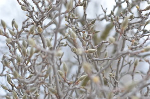 Buds of of branches of a tree that was cut down in the Czech Village neighborhood are shown in February 2016. (photo/Cindy Hadish)