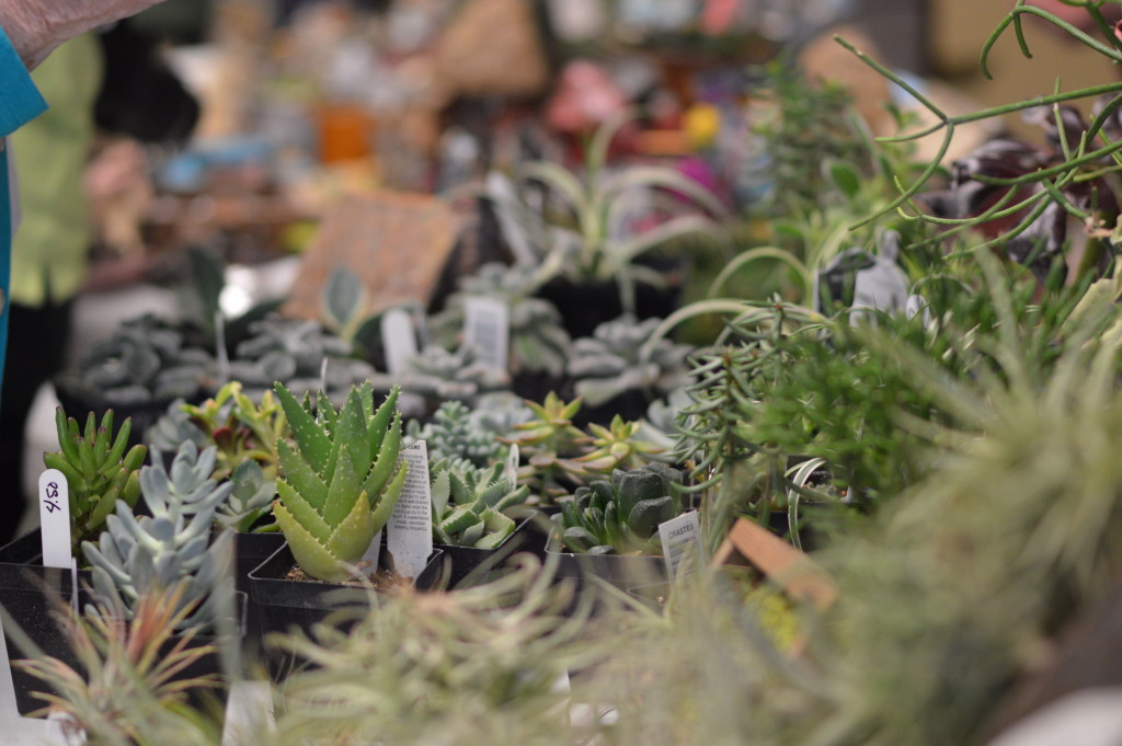Succulents from In the Country Garden & Gifts of Independence, were among the items sold by vendors at the Winter Gardening Fair in Cedar Rapids. (photo/Cindy Hadish)