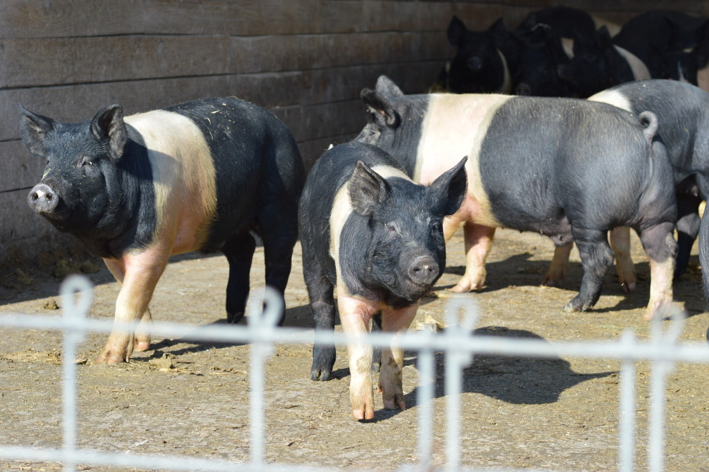 The Rehbergs' black pigs, with distinctive white bands around the front of their bodies, have some of the oldest genetics in the Hampshire breed. (photo/Cindy Hadish)