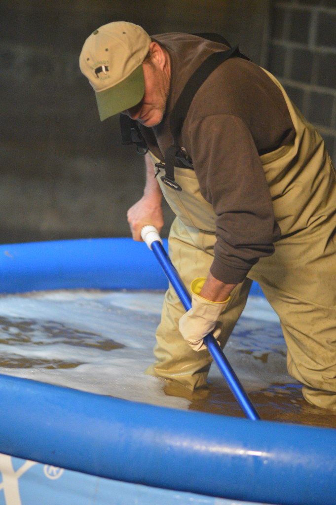 Denny Rehberg uses a net to catch shrimp in one of the tanks at the Rehbergs' indoor shrimp operation in Iowa. (photo/Cindy Hadish)