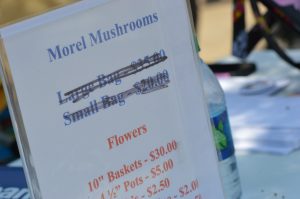 About 100 pounds of morel mushrooms sold out by Saturday of Houby Days. (photo/Cindy Hadish)