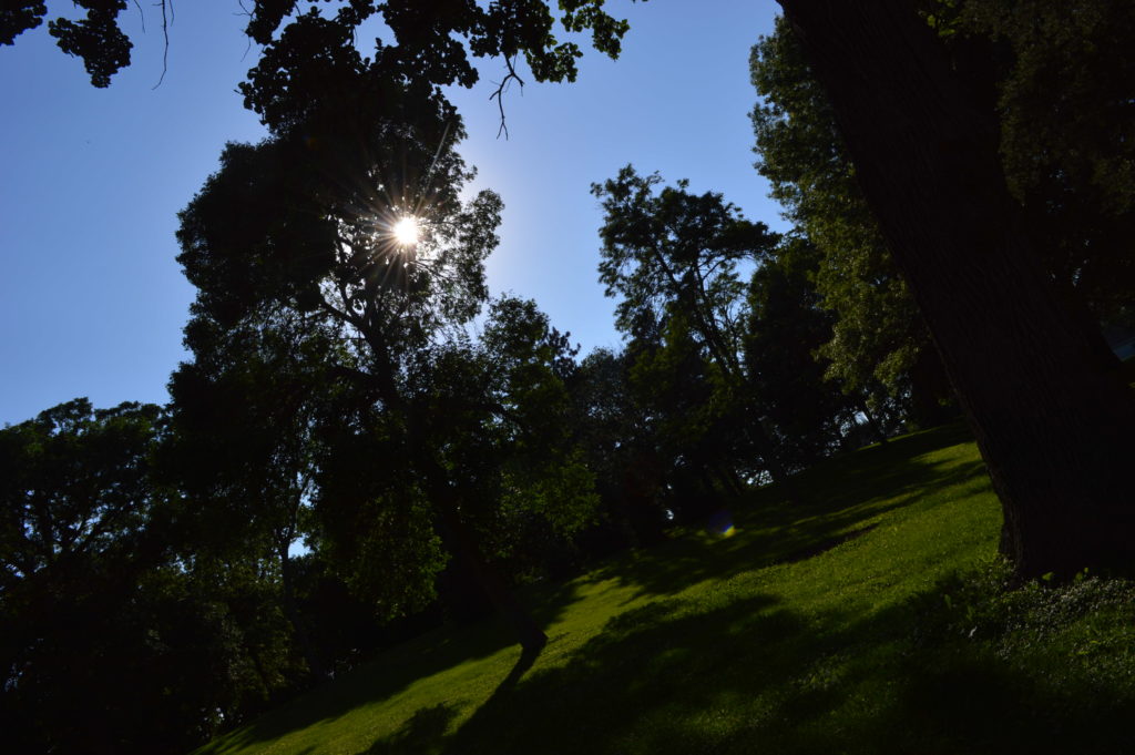 Sunlight streams through branches of a tree in Daniels Park in Cedar Rapids, Iowa. (photo/Cindy Hadish)