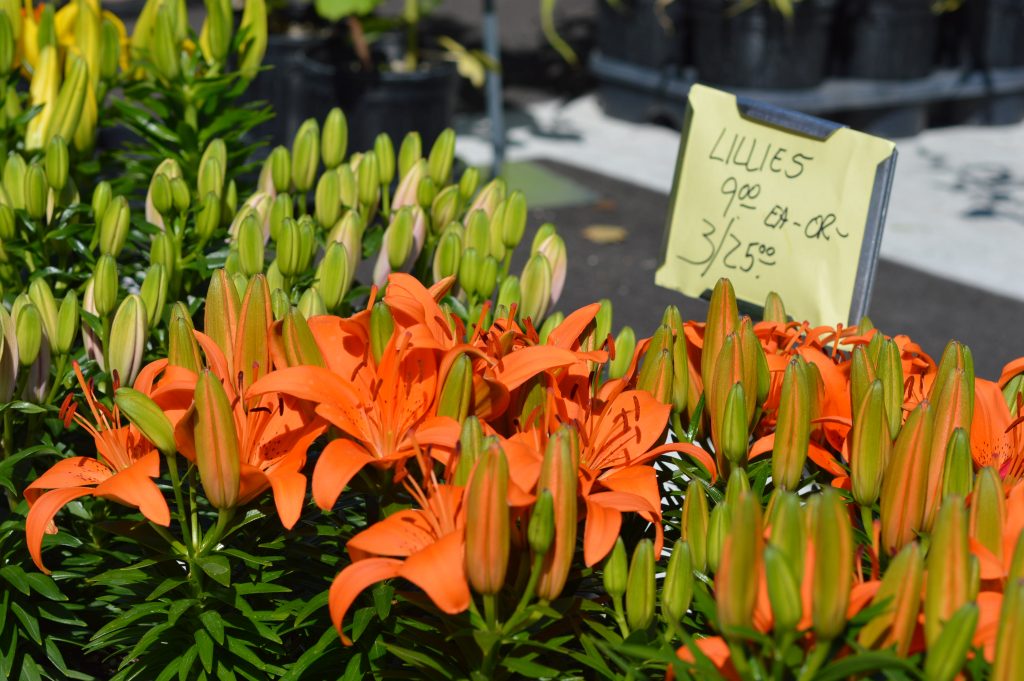 Lillies from Norton's Greenhouse, of Toledo, Iowa, are sold at the Downtown Farmers Market on Saturday, June 4, 2016. (photo/Cindy Hadish)