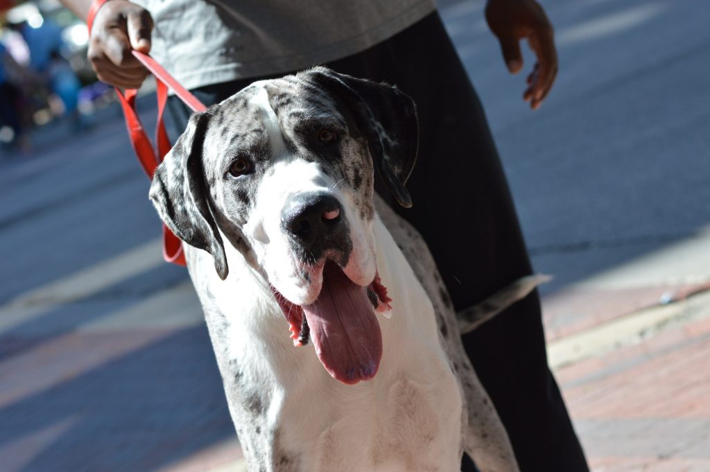 Samson, a Great Dane, was among dogs of all sizes at the Downtown Farmers Market. (photo/Cindy Hadish)