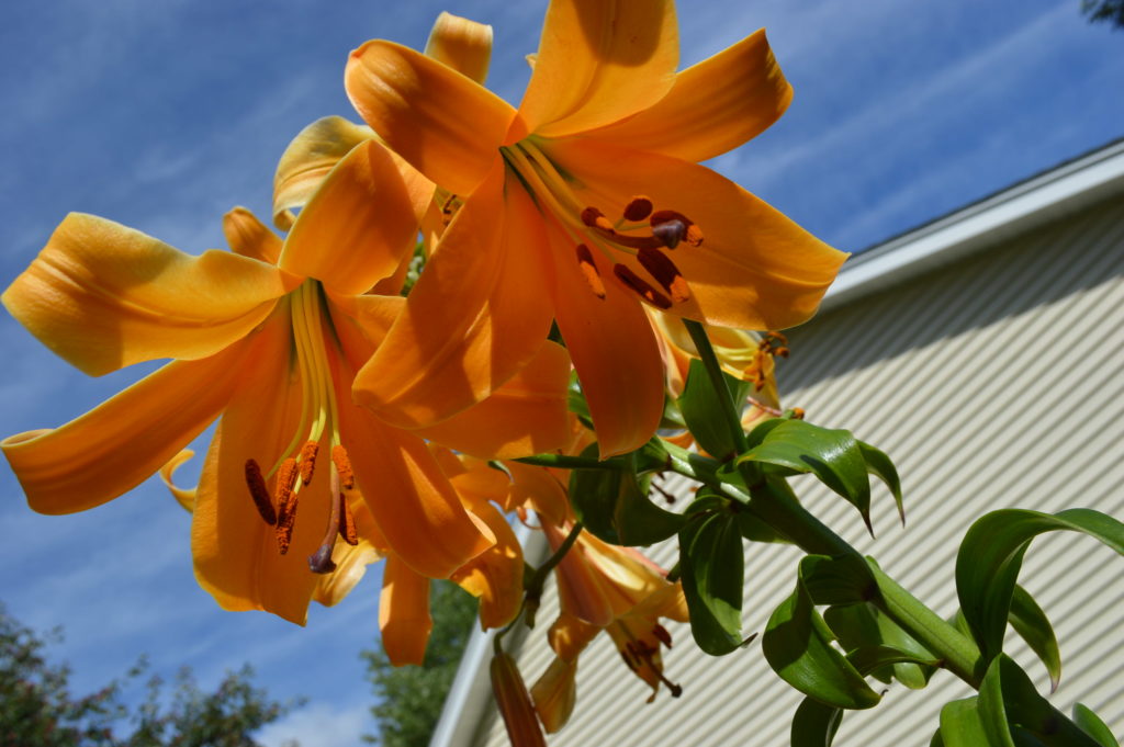 A closeup shows the award-winning "Awesome" lily grown by Wanda Lunn in Cedar Rapids, Iowa. (photo/Cindy Hadish)